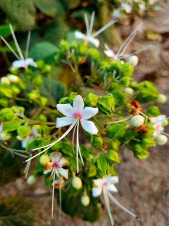 Closeup view of Beli flower