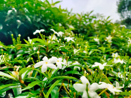 Tabernaemontana divaricata commonly called pinwheel flower, crape jasmine with the green leaves in...