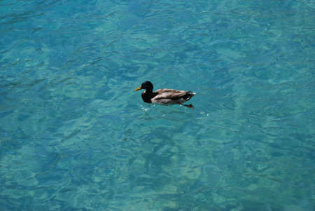 Duck in Poolの写真素材