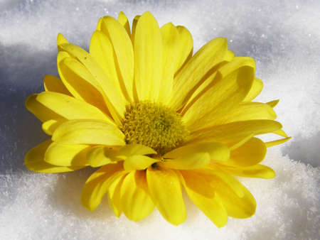 Yellow Flower in Snow    の写真素材