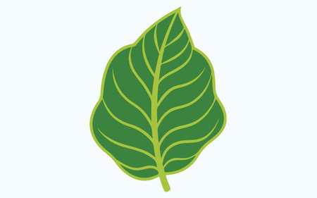 Green leaf isolated on white background. Vector illustration. Eps 10.のイラスト素材