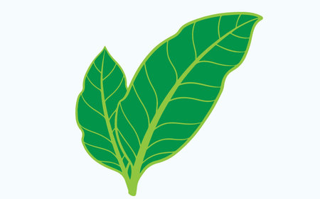 Leaf concept with icon design, vector illustration 10 eps graphic.のイラスト素材