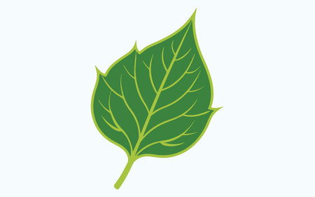 Leaf design over white background, vector illustration. Eps 10.のイラスト素材
