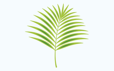 Palm leaf. Vector illustration. Isolated on white background.のイラスト素材