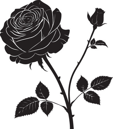 black rose on a white background, vector illustration, eps10のイラスト素材