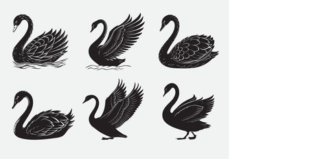 Set of black swans isolated on white background. Vector illustration.のイラスト素材