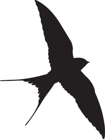 Silhouette of a swallow on a white background. Vector illustrationのイラスト素材