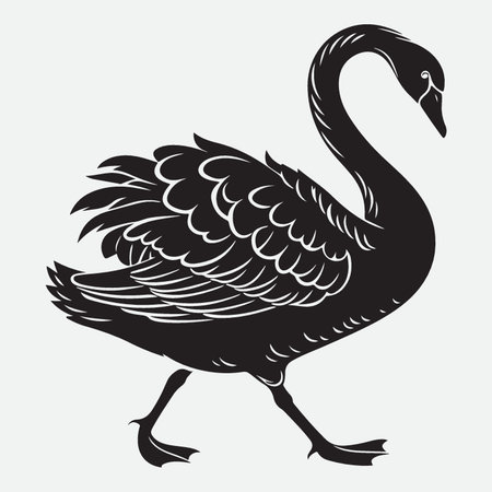 Black swan isolated on white background. Vector illustration for your designのイラスト素材