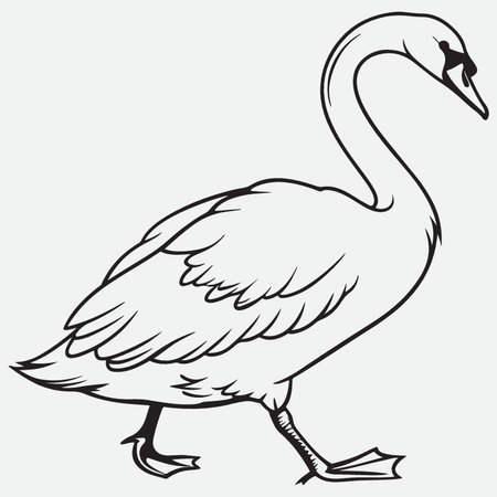 sketch of a swan on a white background, vector illustrationのイラスト素材