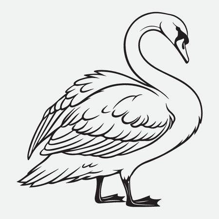 Swan isolated on white background. Black and white vector illustration.のイラスト素材