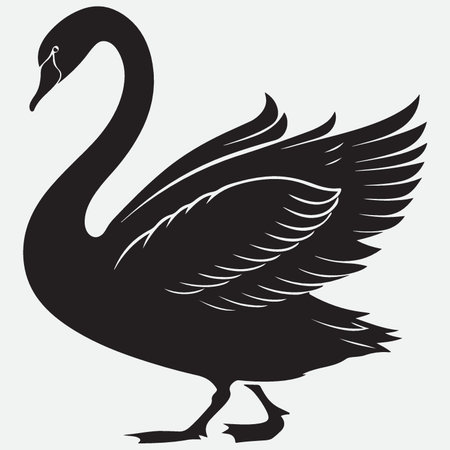 Black swan isolated on white background. Vector illustration for your designのイラスト素材
