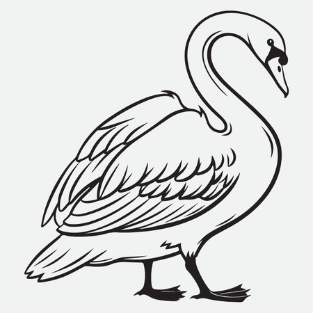 Pelican. Vector illustration of a pelican on a white background.のイラスト素材