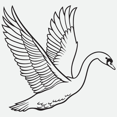 Vector illustration of a flying swan isolated on a white background.のイラスト素材