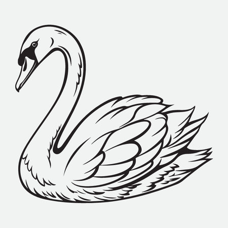Swan vector illustration. Hand drawn swan isolated on white background.のイラスト素材