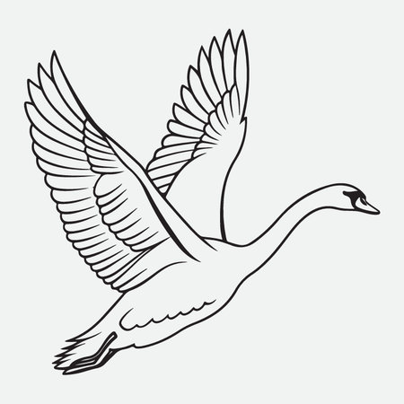vector illustration of a flying swan isolated on a white background.のイラスト素材