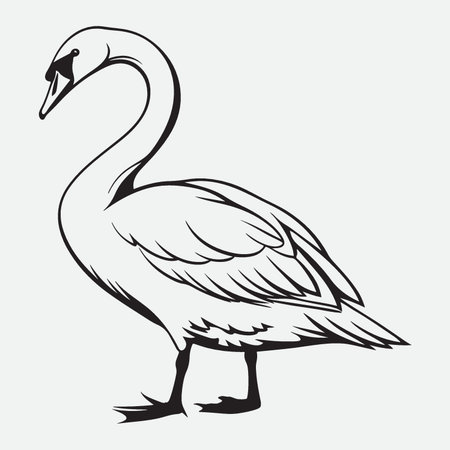 Vector image of a white swan on a light gray background.のイラスト素材