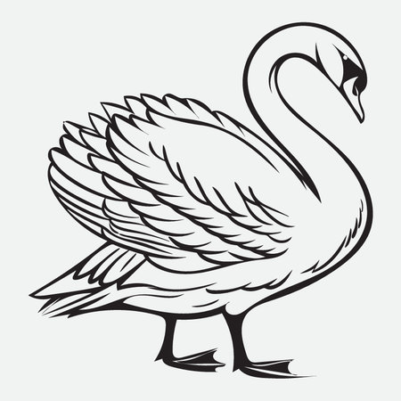 Vector image of a white swan on a light gray background.のイラスト素材
