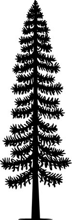 Silhouette of a coniferous tree on a white backgroundのイラスト素材