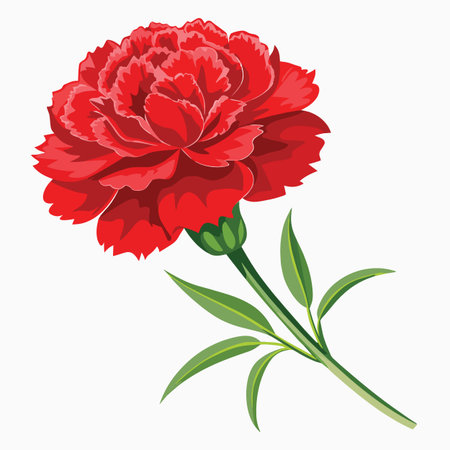 a vibrant illustration showcasing a single bright red carnation flower with detailed petals and lush green foliage against a white backgroundのイラスト素材