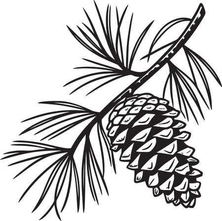 Black and white vector botanical illustration of a pine cone with pine needles on branchのイラスト素材