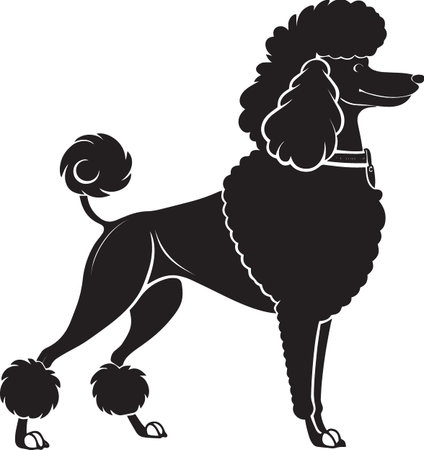 Black silhouette vector illustration of a groomed standard poodle dog in show stanceのイラスト素材