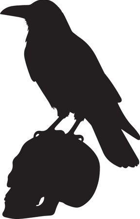 Crow silhouette.Vector illustration of a crow on white background.のイラスト素材
