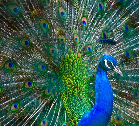 Indian Peacock Dancingの写真素材