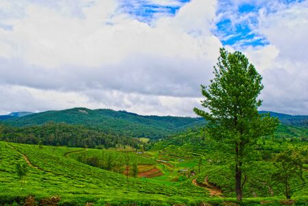 Pristine Green Meadows Like Tea Plantations in Indiaの写真素材