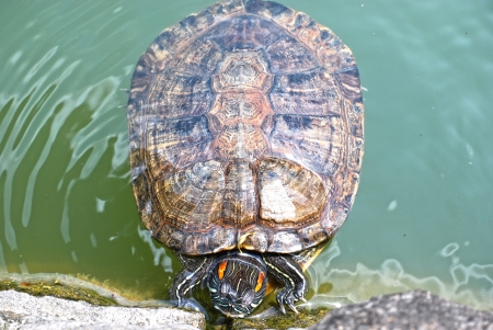 Turtle peeking from its protective shell to say helloの写真素材