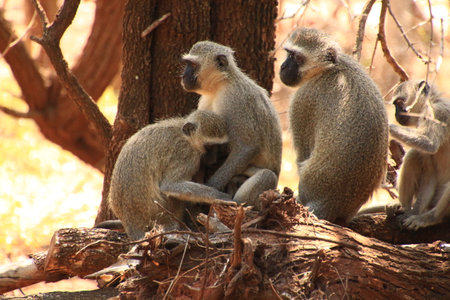 Monkeys in africaの写真素材