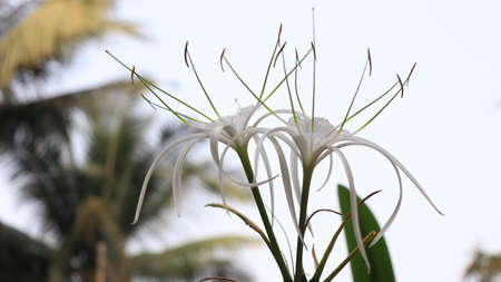 White color Spider Lily flower
