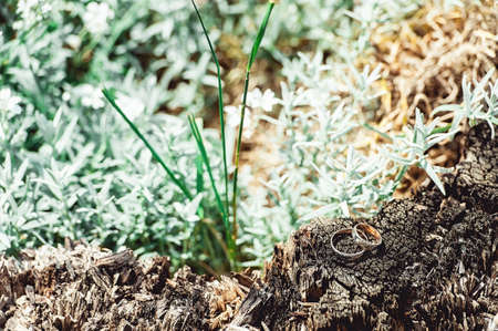 wedding rings on a treeの写真素材