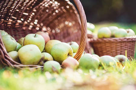scattered basket of ripe green apples. summer mood. Part of wedding decor.の写真素材