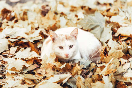white cat basking in the sun in autumn leavesの写真素材
