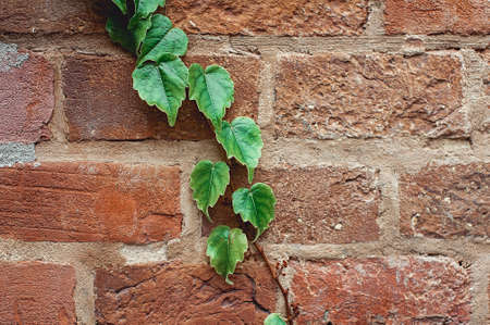 Grunge brick wall with natural floral frame. wild grapeの写真素材