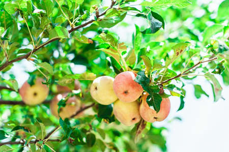 Ripe apple on the branch. summer harvest of applesの写真素材