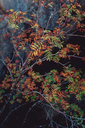 Branches with colored leaves on the edge of the rocksの写真素材