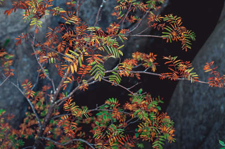Branches with colored leaves on the edge of the rocksの写真素材