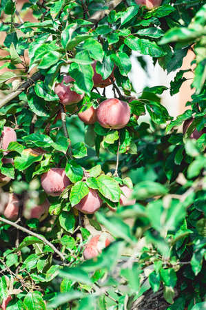 Ripe apple on the branch. summer harvest of applesの写真素材