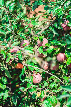 Ripe apple on the branch. summer harvest of applesの写真素材