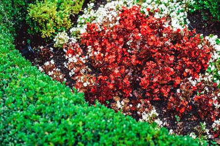 small red flower as part of landscape designの写真素材