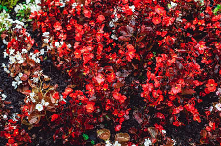 small red flower as part of landscape design
