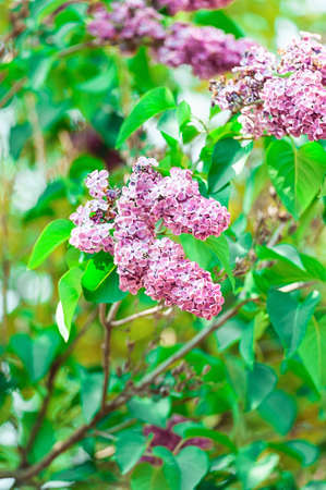 Branch of lilac flowers with the leaves.の写真素材