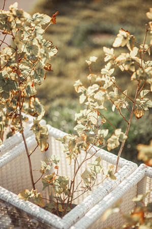 small young tree with leaves fancy colours. Part of landscape design.の写真素材