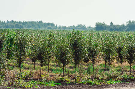 Young cherry orchard. rows of young trees , summerの写真素材