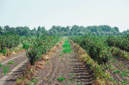 young cherry orchard. rows of young trees , summerの写真素材
