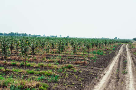 young cherry orchard. rows of young trees , summer. rural road in the gardenの写真素材