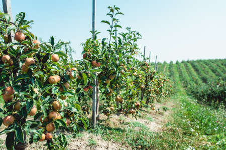 Summer harvest of apples. Young apple orchard, rows of trees.の写真素材