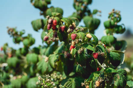 Close up of fresh organic berries with green leaves on raspberry cane. Summer garden in village.の写真素材