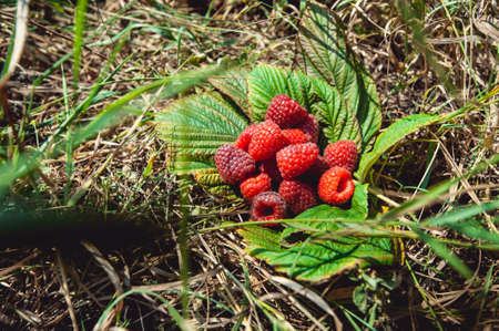 Summer harvest raspberries. bunch of ripe raspberries on a leafsの写真素材